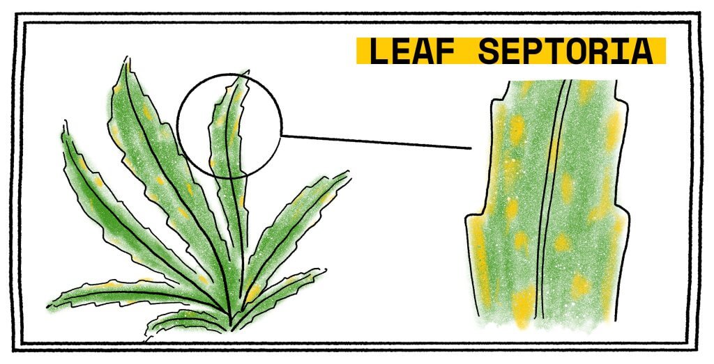 Brown spots on cannabis leaves is a sign of cannabis leaf septoria.