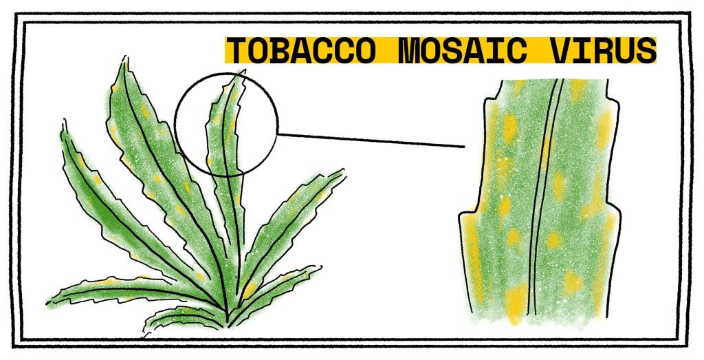 Identifying the tobacco mosaic virus on cannabis leaves