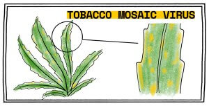 Identifying the tobacco mosaic virus on cannabis leaves