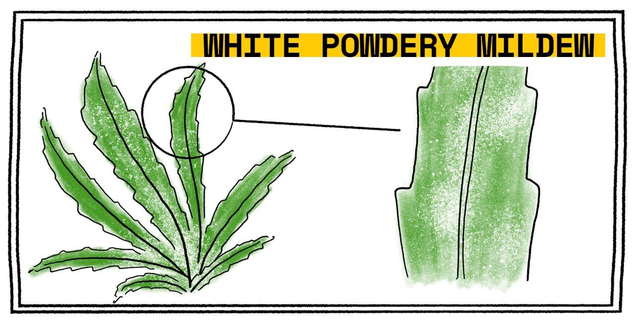 White spots on fan leaves is likely White Powdery Mildew on marijuana