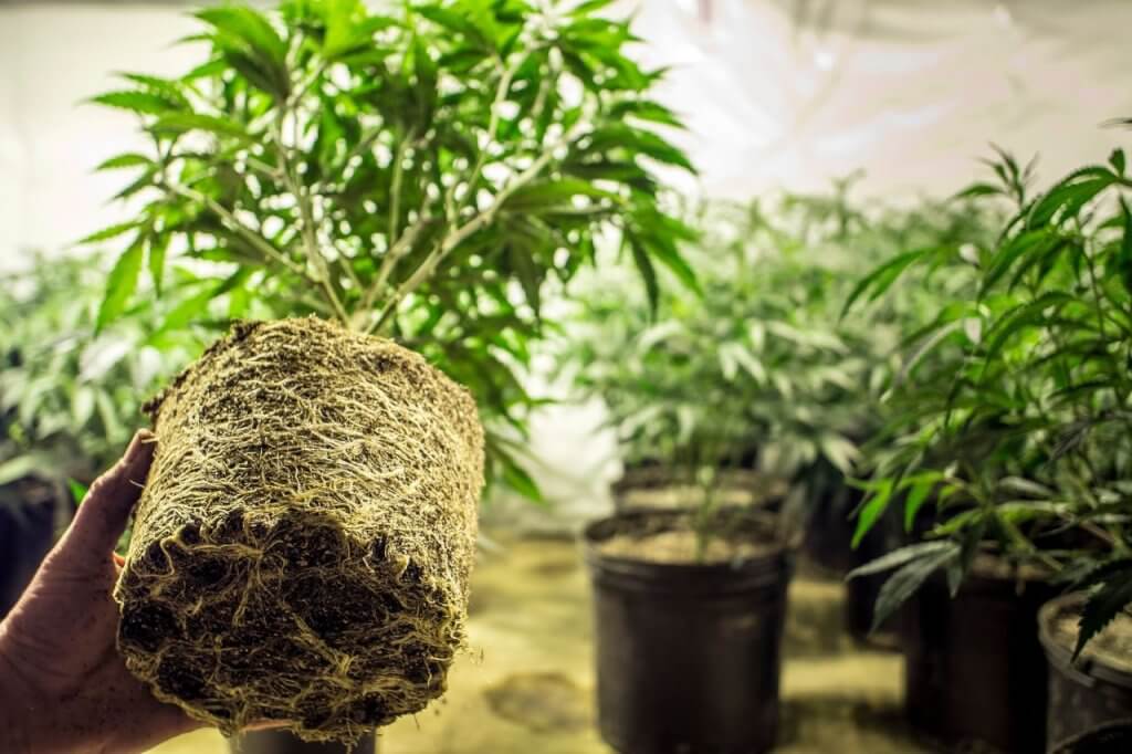 Healthy weed plant roots