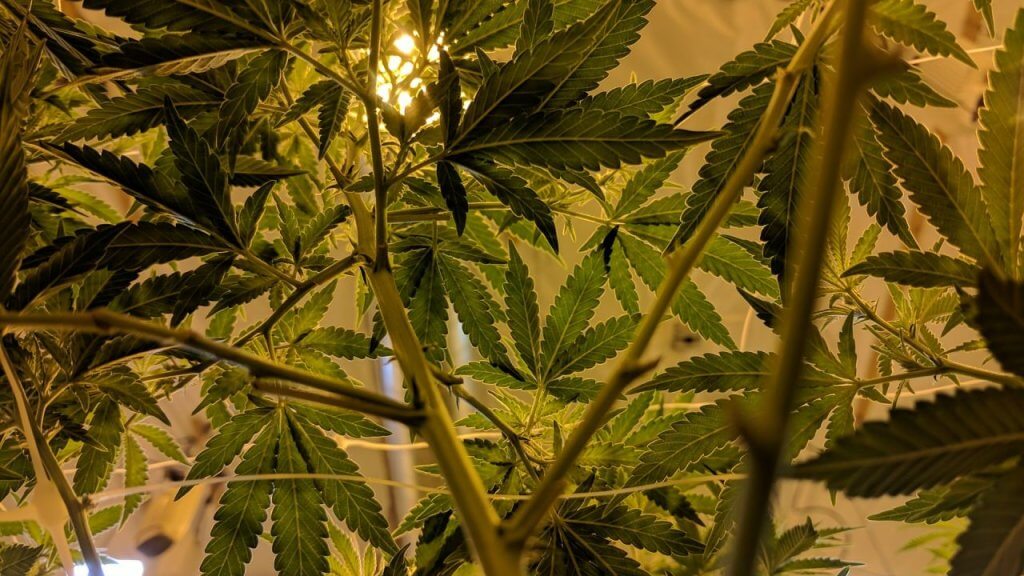Indoor cannabis grow