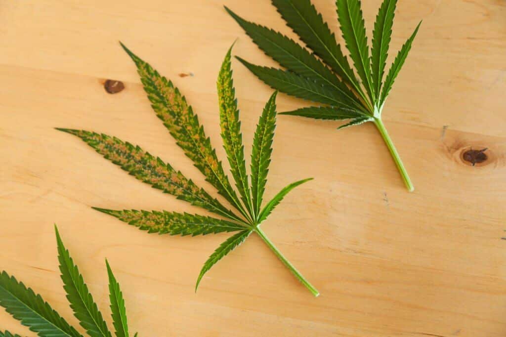 Cannabis Manganese deficient leaf