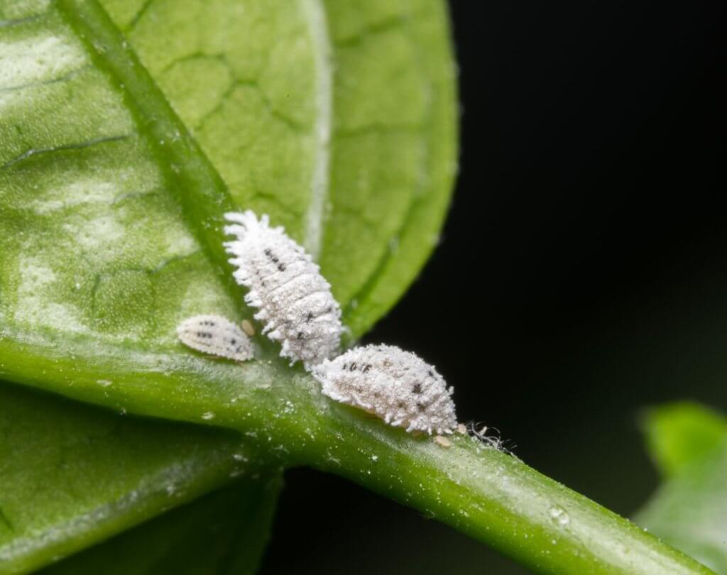 Mealybugs on a leaf