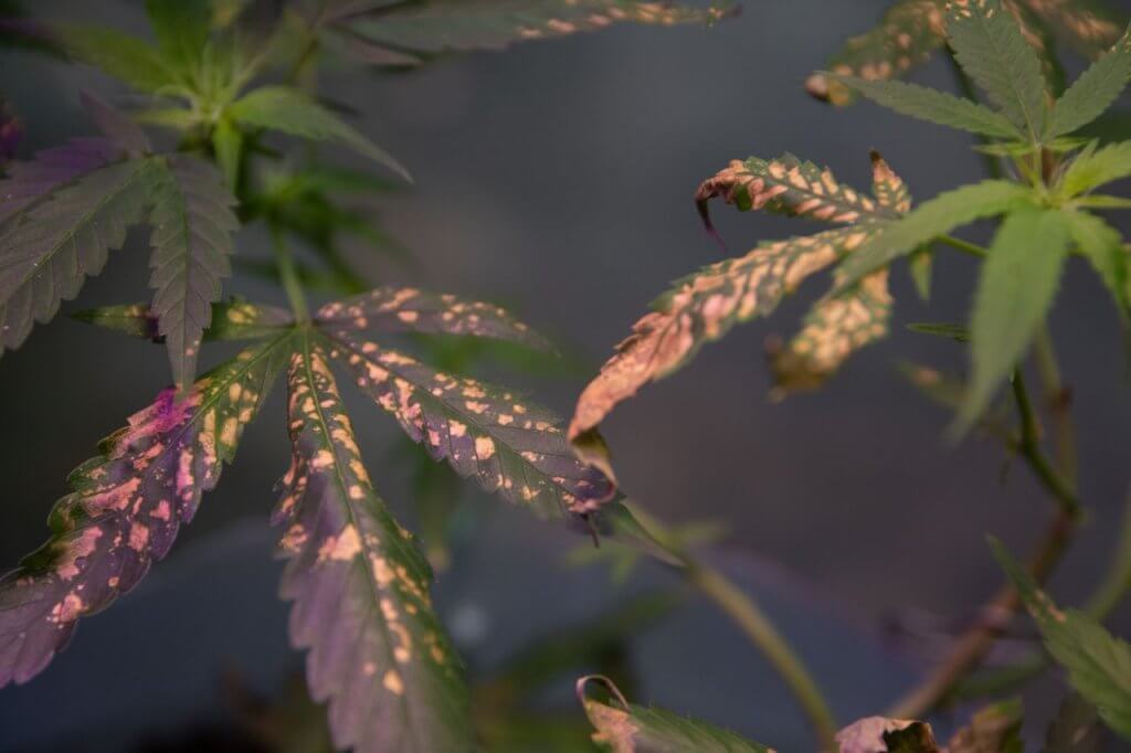 Pink cannabis leaves