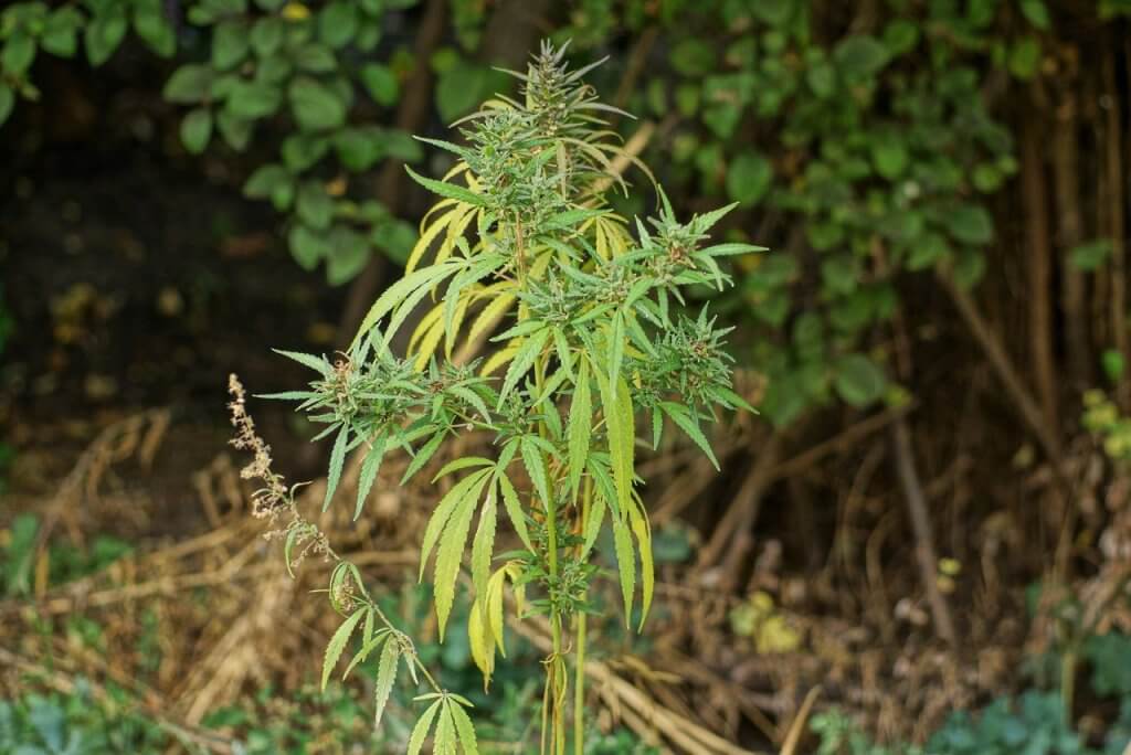 Nitrogen deficient cannabis plant