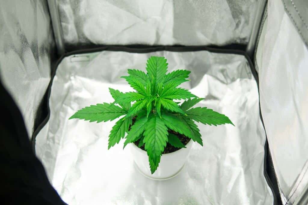 Reflective cannabis grow tent