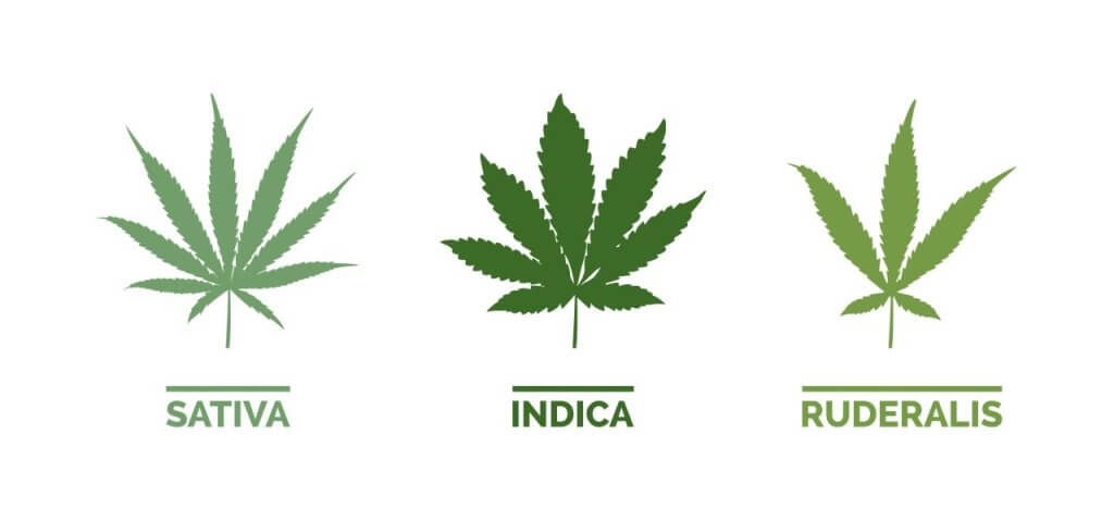 Cannabis types