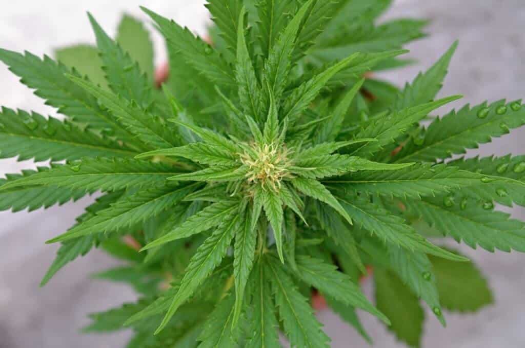 Autoflower cannabis plant