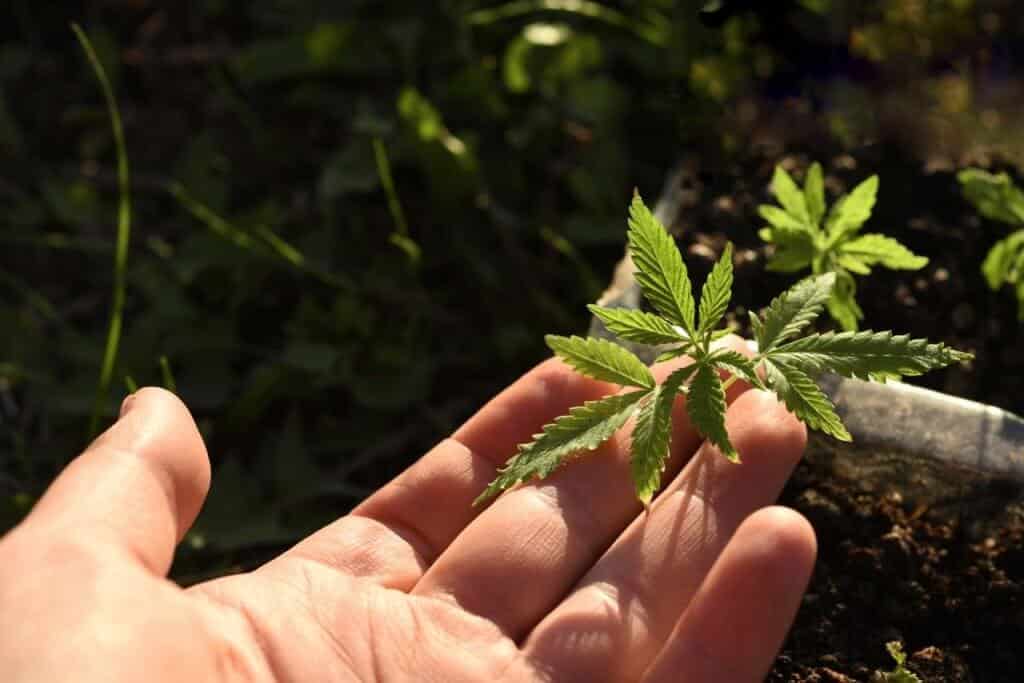 Autoflower cannabis sprout