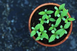 Grow pots for cannabis