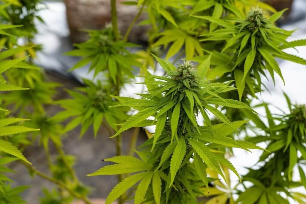 Cannabis plant hormones