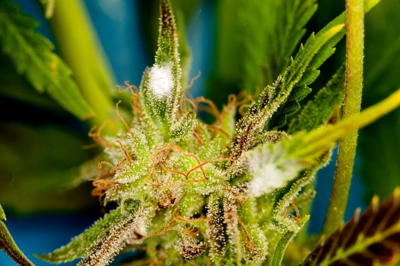 Mold on the cannabis plant