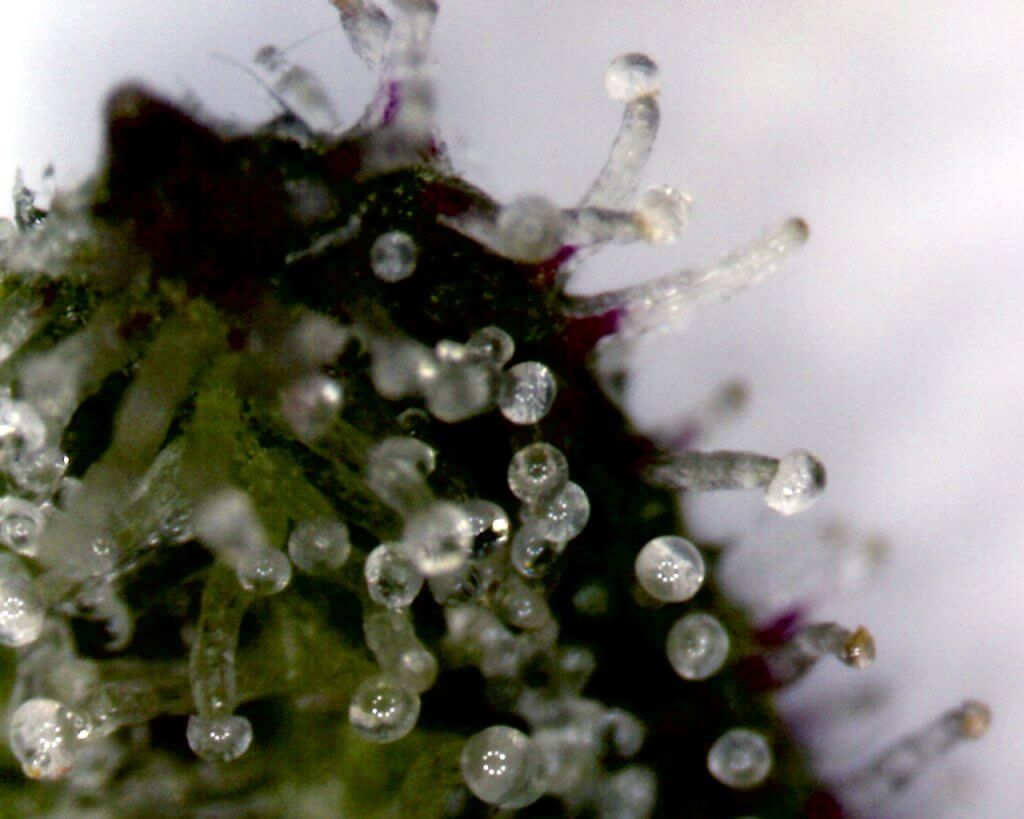 cannabis trichome production
