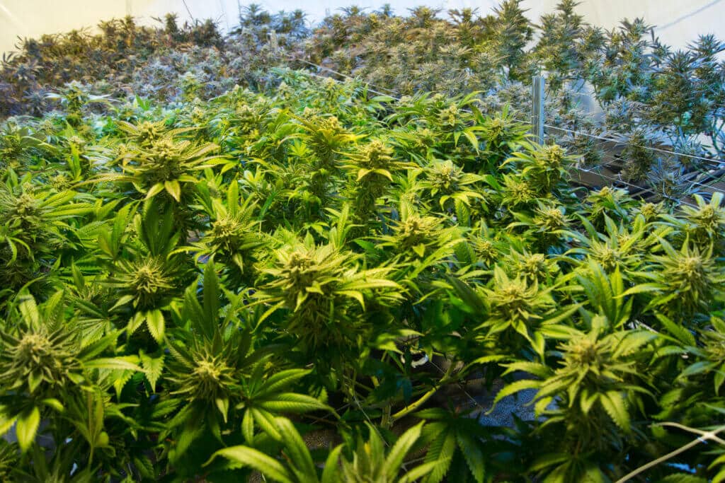 Cannabis aeroponics