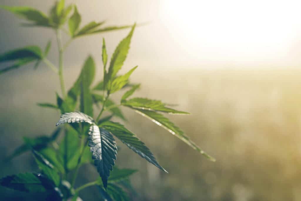 Cannabis plant backlit