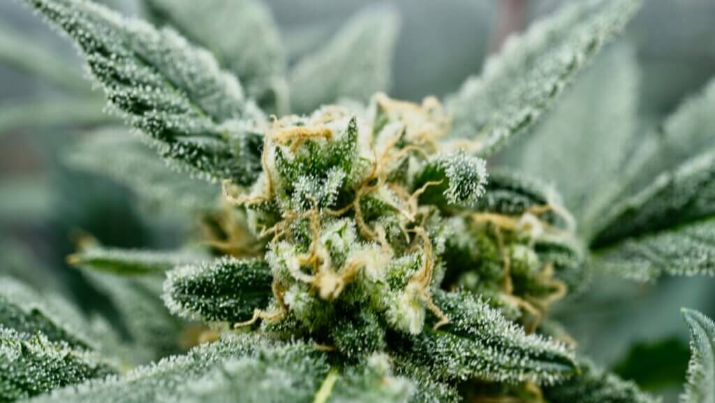 Cannabis strains that grow in cold weather