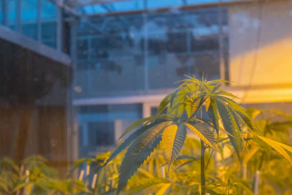 Growing cannabis in the house