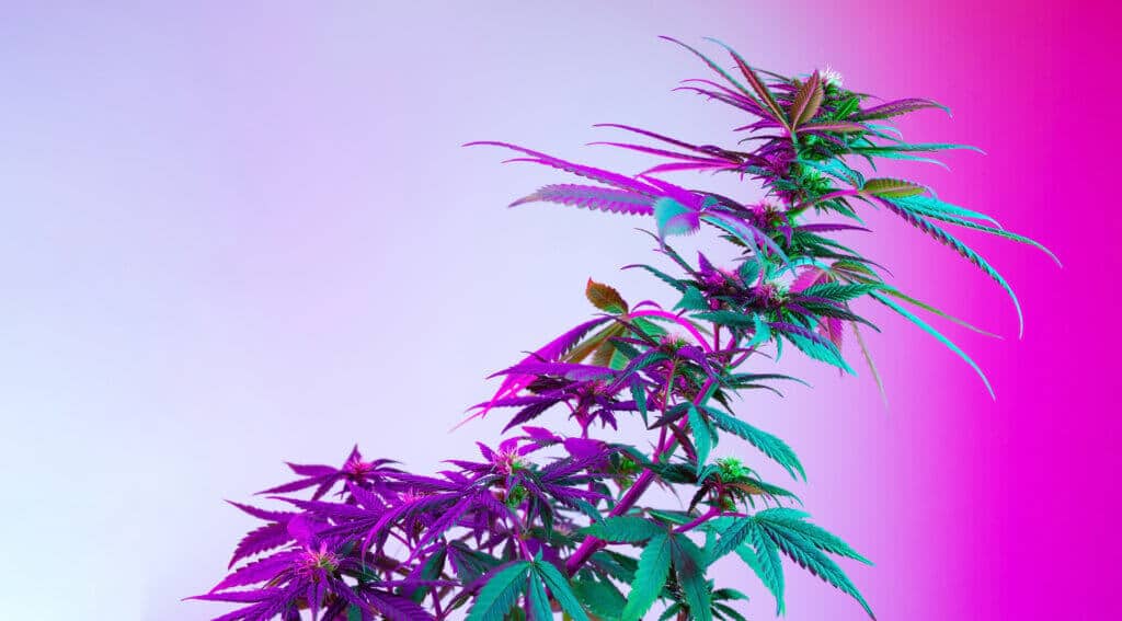Cannabis DLI for flowering stage