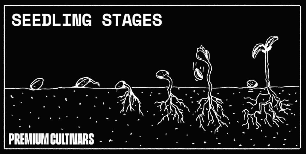 The different cannabis seedling stages