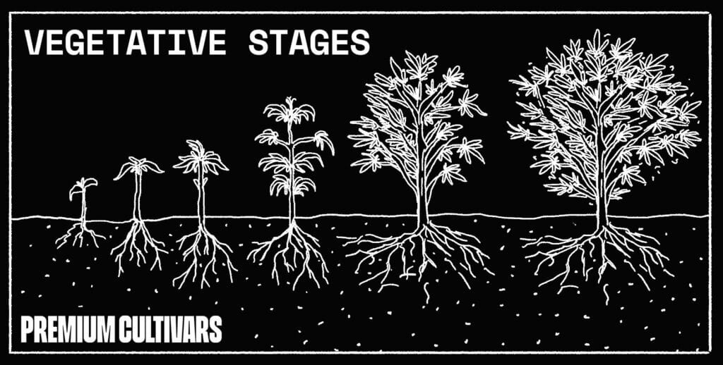 Cannabis vegetative stages