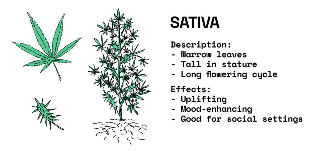 What is a Sativa strain?
