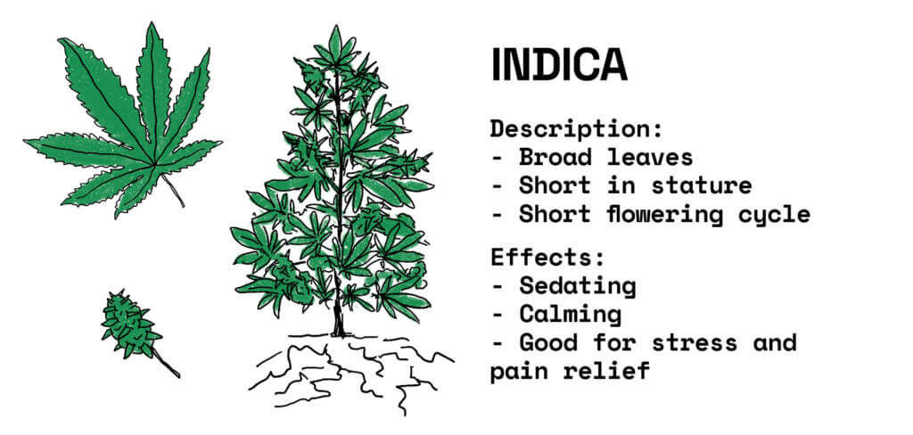 What is an Indica strain?