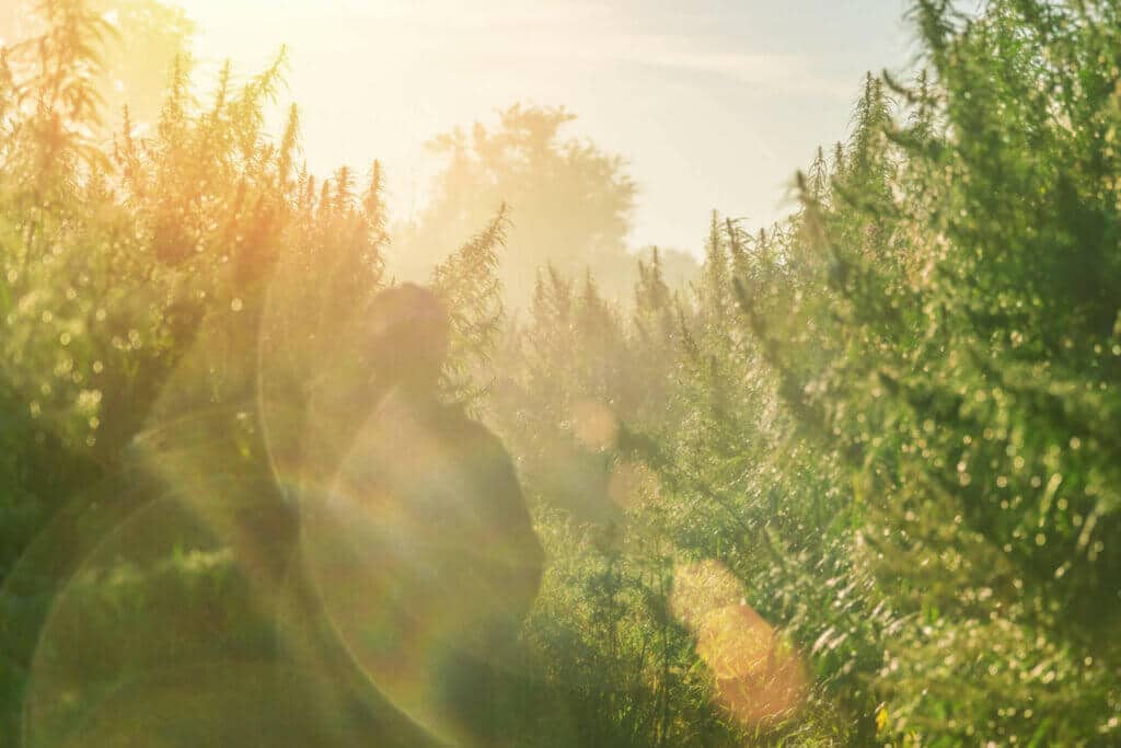 Outdoor sunlight cannabis heat stress