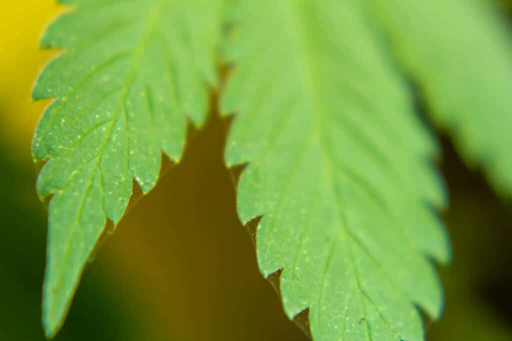Cannabis leaf mutations