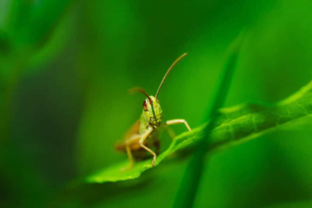 Cannabis grasshoppers