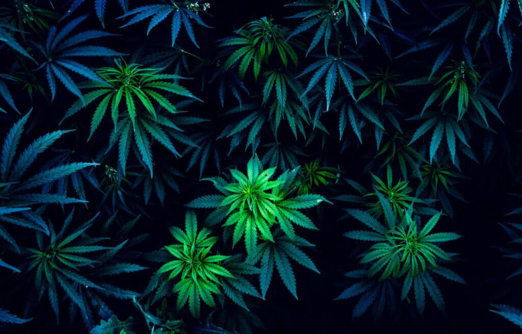 Cannabis plant grown in biochar
