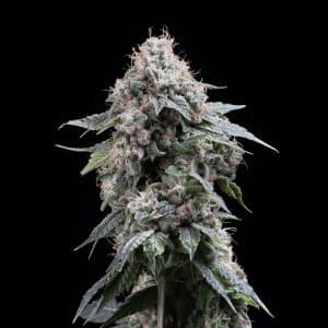 Shown is the cola of a Gary Payton cannabis plant. The plant is packed with trichomes. Premium Cultivars sells cannabis seeds online. Purchase feminized Gary Payton seeds online today.