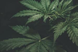 Growing organic cannabis