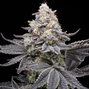 Sleepy Joe OG strain cannabis plant. Densely packed with trichomes. Sugar leaves and pistils are also shown on the cola of this cannabis plant. Sleepy Joe OG seeds can be purchased online from Premium Cultivars.