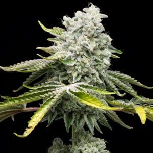 Jealousy strain cannabis plant showcasing a substantial cola densely coated with trichomes. Feminized Jealousy seeds are available for online purchase at Premium Cultivars.