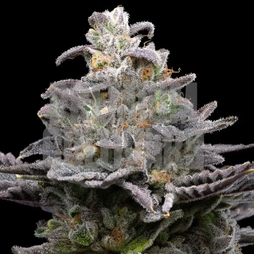 Pluto strain, featuring densely packed buds covered in frosty trichomes with hints of green and purple leaves, and vibrant orange pistils, known for its potency and distinctive look.