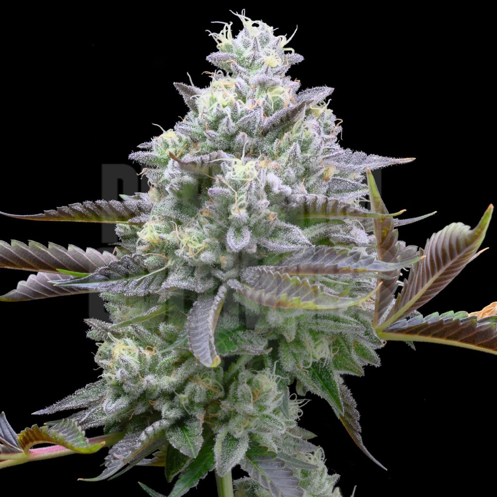 Zoap cannabis strain, showcasing dense, frosty buds covered in trichomes with a mix of green and purple leaves, and vibrant orange pistils. Shop Zoap seeds at Premium Cultivars.