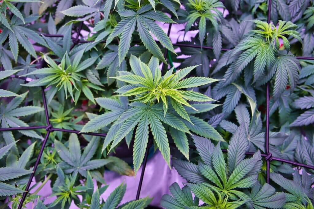 Avoid problems when training cannabis plants