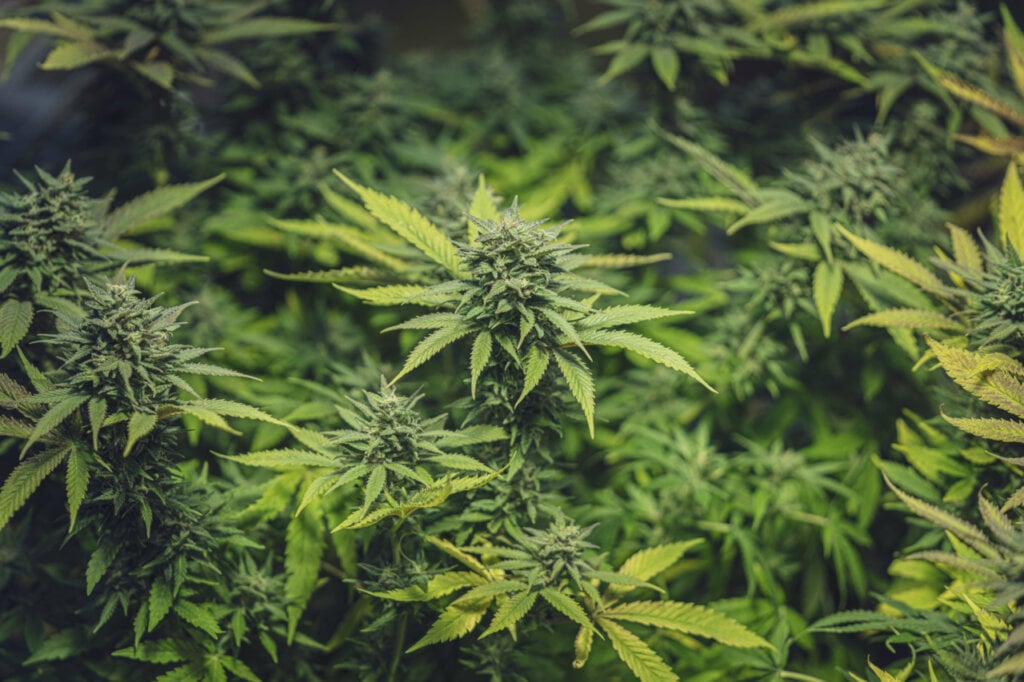 Best cannabis strains 2022