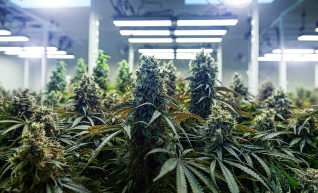 Cannabis grow lights