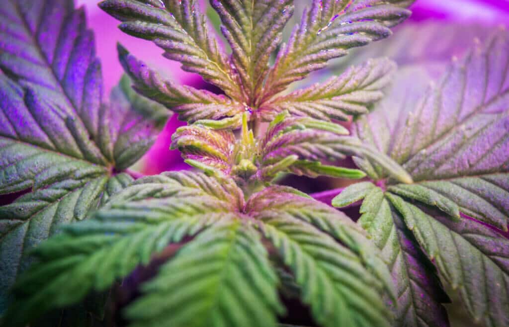Cannabis plant resilience