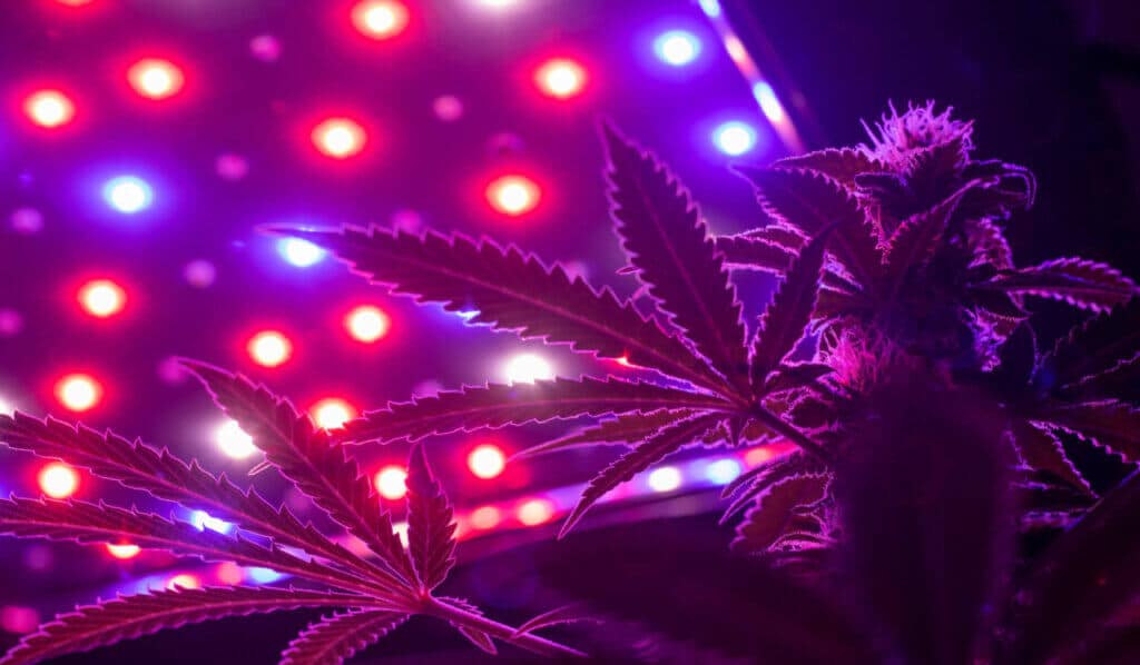Cannabis selective light training