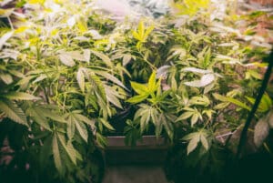 Growing cannabis sustainably