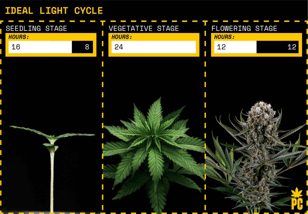 Ideal light cycle for cannabis