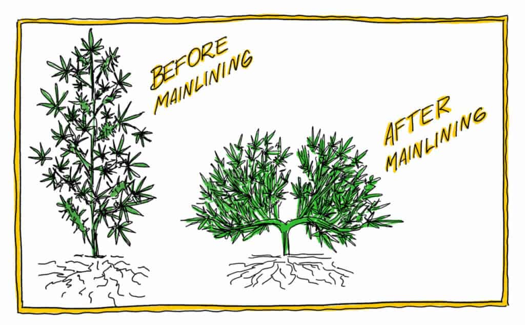 Before and after mainlining cannabis