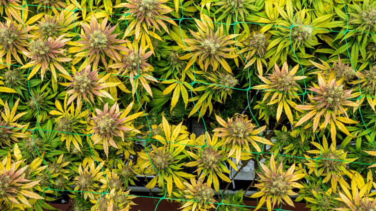 How To Stop Cannabis Leaves Turning Yellow Premium Cultivars 7210