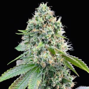 Cereal milk strain cannabis plant. A very large cannabis cola is shown. The buds are packed with trichomes and pistils and sugar leaves are shown. Feminized Cereal Milk seeds can be purchased online from Premium Cultivars.