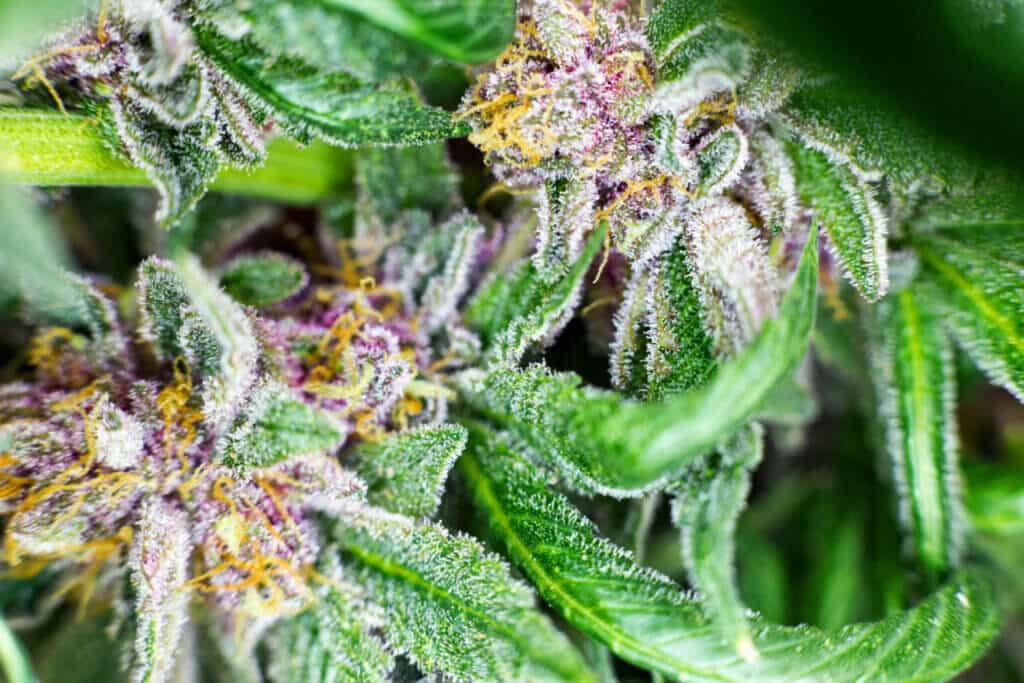 Flowering cannabis macro