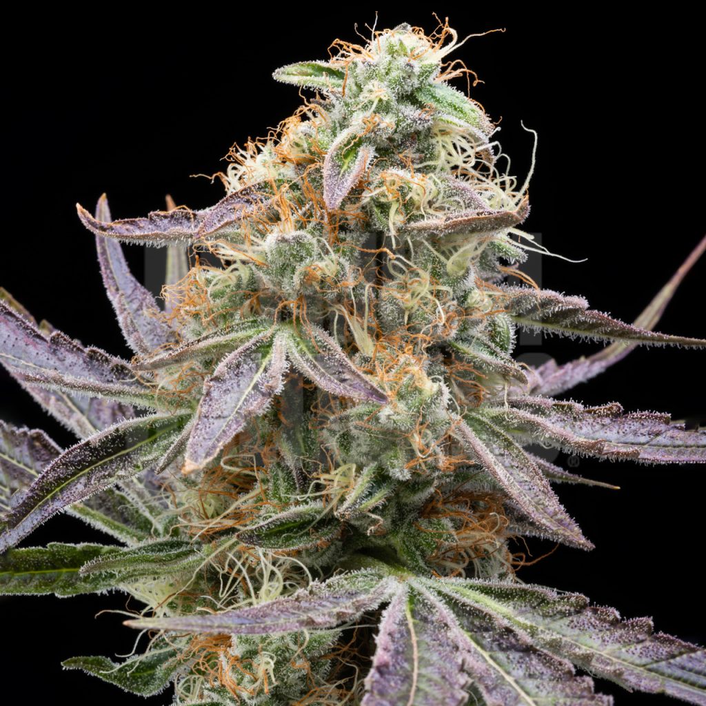 Gelonade strain, showcasing vibrant buds covered in trichomes and orange pistils, with a mix of green and purple leaves, highlighting its unique and potent characteristics. Shop Gelonade seeds online from Premium Cultivars.