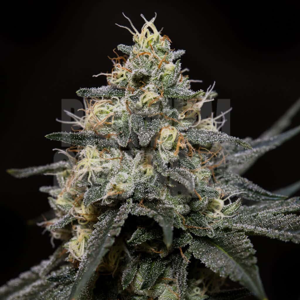 Glookies strain, featuring dense, frosty buds covered in trichomes and vibrant orange pistils, known for its potent effects and unique appearance. Shop Glookies seeds from Premium Cultivars.